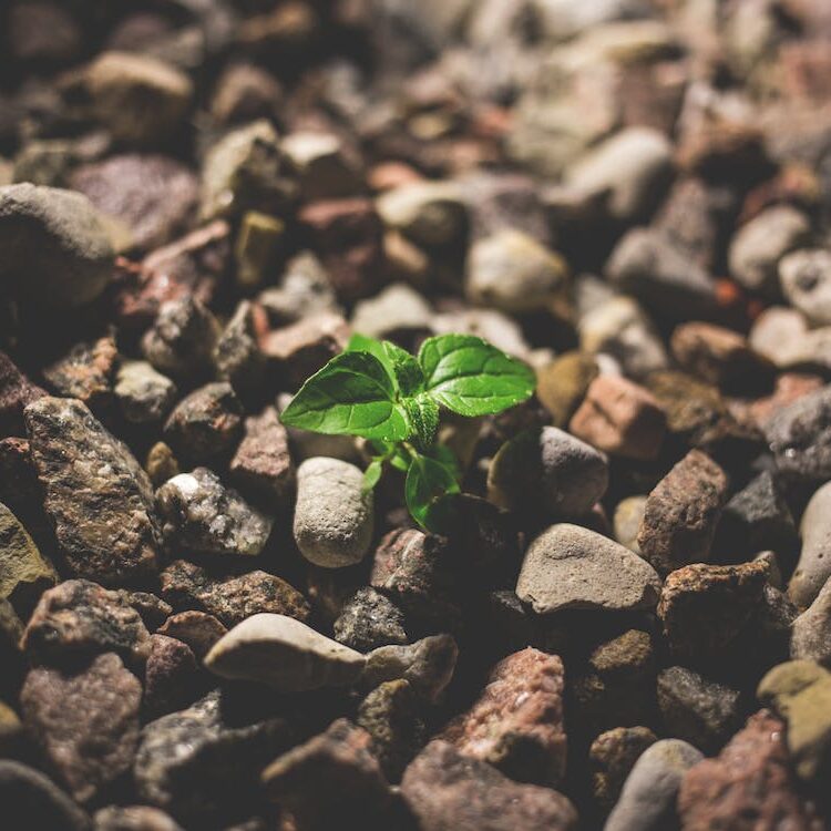 seed planting